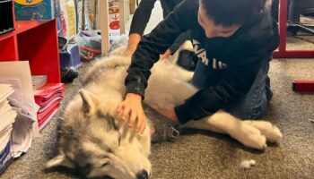 Lyon : Dans cette école, des chiens « absorbent les émotions » des enfants en difficulté pour les aider dans leur scolarité